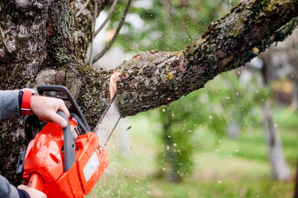 manchester tree surgeon
